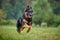 Bohemian shepherd dog, running on green lawn against blurred green forest.