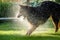 Bohemian shepherd, hairy dog playing with water stream in the garden, splashing water everywhere.