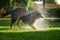 Bohemian shepherd, hairy dog playing with water stream in the garden, splashing water everywhere. Backlighted photo, sunny day.