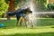 Bohemian shepherd, hairy dog playing with water stream in hot day.