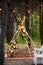 Bohemian tipi arch made of wooden rods decorated with pink roses, candles on carpet, pampass grass, wrapped in fairy