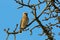 Bohemian Waxwing