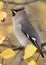 Bohemian Waxwing