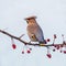 Bohemian Waxwing