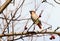 Bohemian Waxwing on apple tree