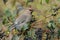 Bohemian Waxwing (Bombycilla garrulus)