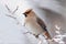 Bohemian waxwing ( Bombycilla garrulus )