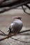 Bohemian waxwing (Bombycilla garrulus).