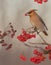 Bohemian Waxwing - Bombycilla garrulus