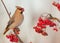 Bohemian Waxwing - Bombycilla garrulus