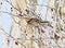 The Bohemian waxwing Bombycilla garrulus with a berry in its beak