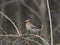 Bohemian Waxwing or Bombycilla garrulus close-up portrait on bush with old red berries, selective focus, shallow DOF