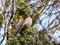 Bohemian waxwing (Bombycilla garrulus) with grey plumage, black markings, pointed crest