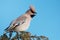 Bohemian waxwing, Bombycilla garrulus portrait