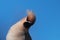 Bohemian waxwing, Bombycilla garrulus portrait