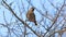 Bohemian waxwing /Bombycilla garrulus/ is sitting on a branch