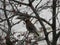 The Bohemian waxwing on a branch of berry mountain ash. Rowan aucuparia tree background