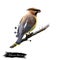 Bohemian Waxwing digital art illustration isolated on white. Starling-sized passerine bird mainly buff-grey plumage, black face