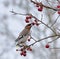 Bohemian Waxwing eating berry