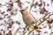 Bohemian waxwing feeding on red berries in tree