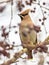 Bohemian waxwing feeding on red berries in tree