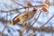 Bohemian waxwing, latin name Bombycilla garrulus, a beautiful tufted bird, sits on a larch branch in winter or early spring and