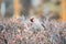 Bohemian waxwing, Latin name Bombycilla garrulus, sitting on the branch in autumn or winter day. The waxwing, a beautiful tufted