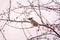 Bohemian waxwing, Latin name Bombycilla garrulus, sitting on the branch in autumn or winter day. The waxwing, a beautiful tufted