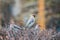 Bohemian waxwing, Latin name Bombycilla garrulus, sitting on the branch in autumn or winter day. The waxwing, a beautiful tufted