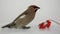 Bohemian Waxwing with red berries isolated on a white