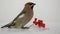 Bohemian Waxwing with red berries isolated on a white