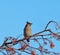 Bohemian Waxwing on Rowan Tree