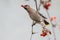 Bohemian waxwing winter passerine bird with berry