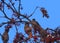 Bohemian Waxwings