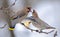 Bohemian waxwings fight over an apple on the branch in winter