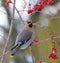 Bohemian waxwings perched on a red berry tree