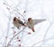 Bohemian waxwings posing on a very snow covered plant in winter