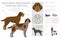 Bohemian wirehaired Pointing Griffon clipart. Different coat colors and poses set