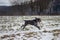 Bohemian wirehaired pointing griffon dog running in a field and you can see the joy and excitement of the movement from the