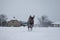 Bohemian wirehaired pointing griffon dog running through frozen and snowy fields with joy and enthusiasm puppy. Fetching