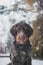 Bohemian wirehaired pointing griffon dog sitting in the snow resembling a snowman. The dog is licking his muzzle and whiskers