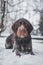 Bohemian wirehaired pointing griffon dog sitting in the snow resembling a snowman. The dog is licking his muzzle and whiskers