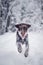 Bohemian wirehaired pointing griffon jumps through larger snowdrifts in the forest in winter and the expression means joy,