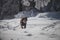 Bohemian wirehaired pointing griffon runs in the snowy landscape between the trees in winter and enjoys the sub-zero temperatures