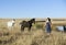 Bohemian woman in field with horses