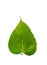 Bohhi tree leaf