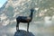 Bohinj, Slovenia, September 30, 2019: Lake Bohinj statue of gold horned chamois