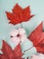 Boho composition of red maple leaves and cotton