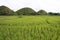 Bohol chocolate hills rice paddies philippines