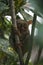 Bohol jungle tarsier monkey philippines